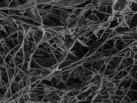 Nanotubes Scaffold