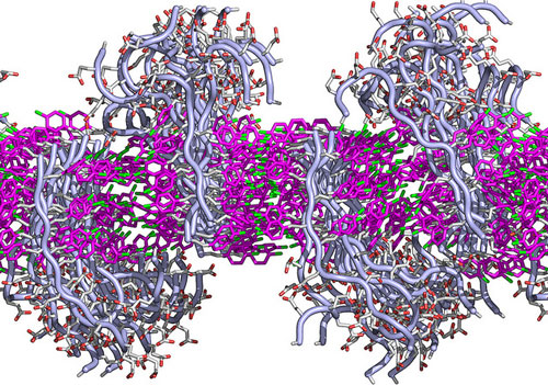 how lipid-like peptoids interact to form a membrane