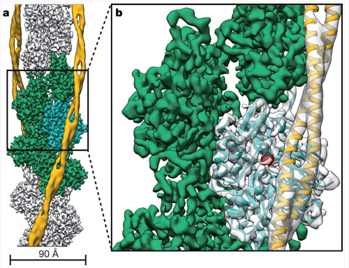 a full cryo-EM reconstruction of F-actin and a corresponding close-up view with the atomic and molecular model of an F-actin subunit