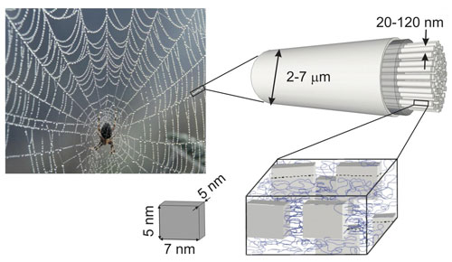  microstructure of spider silk
