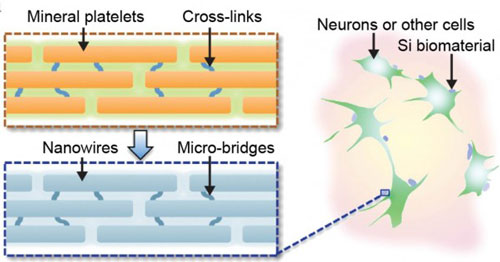 silicon particles made up of a series of nanowires connected by thin bridges