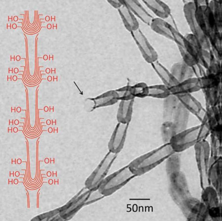 Transmission Electron Microscope Image of Carbon Nanopot fiber