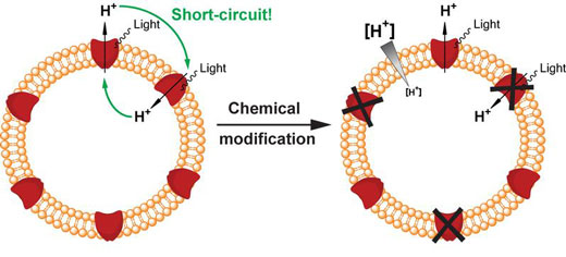 Nanocontainer consisting of lipid (in orange) and the engineered version of proteorhodopsin (in red)