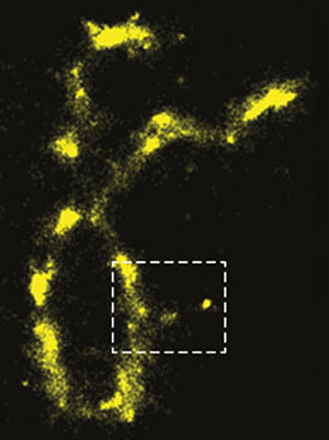 Image shows auto-fluorescence of an individual chromosome