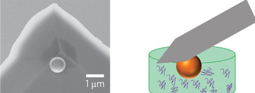 Modified AFM tip with a tiny ball that can attract protein molecules