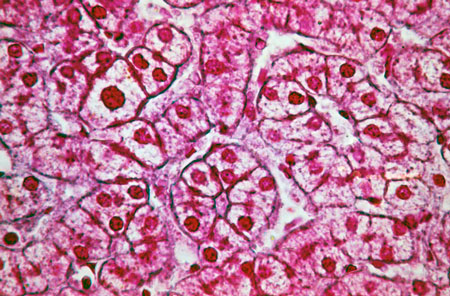 Microphotograph of human liver cells