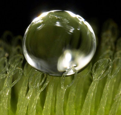 wax-coated hairs make the leaves of the salvinia molesta aquatic fern highly water-repellent