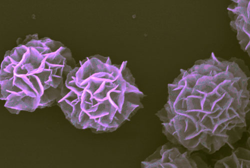 Image of magnified nanovaccine complexes showing flower-like structure