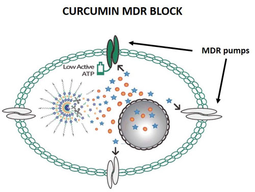 diagram of curcumin blocking MDR pumps to allow doxorubicin to kill cancer cells