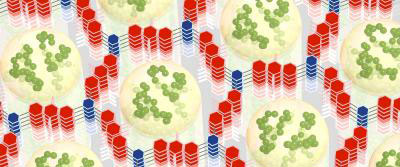 A conductive polymer (green) formed inside the small holes of a hexagonal framework (red and blue) work together to store electrical energy