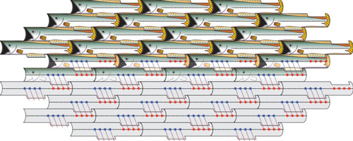 fish shapes