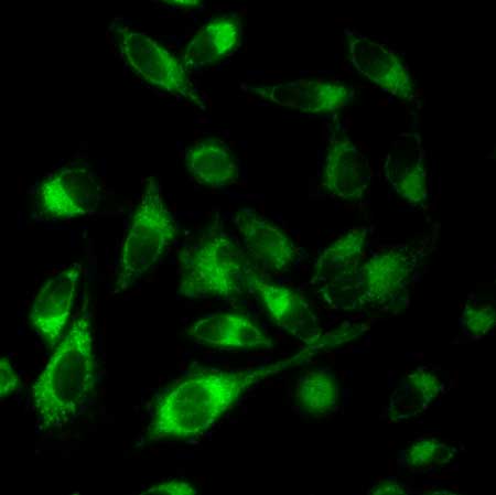 Fluoresence of a product generated in the mitochondria of living cells