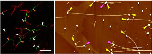 Fibrils extended from gold nanoparticles