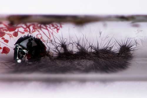 Needles of the flexible semiconducting material SnIP; on the left side residual black phosphorous and tiniodide (red)