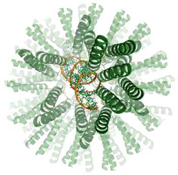 A molecular model of a virus shell (green) encapsulating a gene (orange)