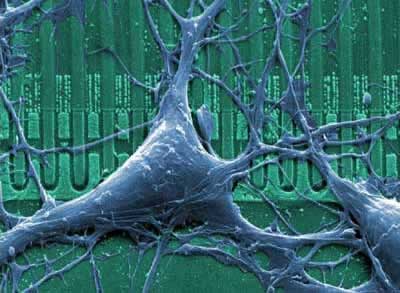 neuronal network grown on a silicon microchip