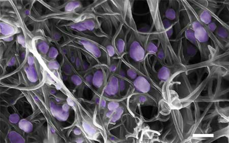 Scanning electron microscope image (scale bar, 200 nm) of the H5N2 avian influenza virus (purple) trapped inside the aligned carbon nanotubes