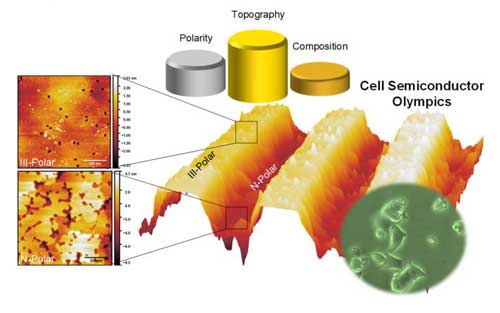 Surface Texture of Gallium Nitride Affects Cell Behavior