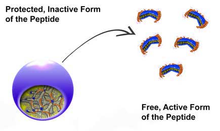 peptides are located within the protective casing of nanocarriers