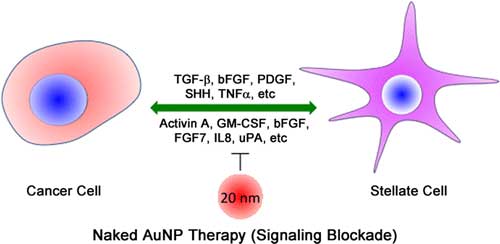gold nanoparticles inhibit proliferation and migration of both PCCs and PSCs