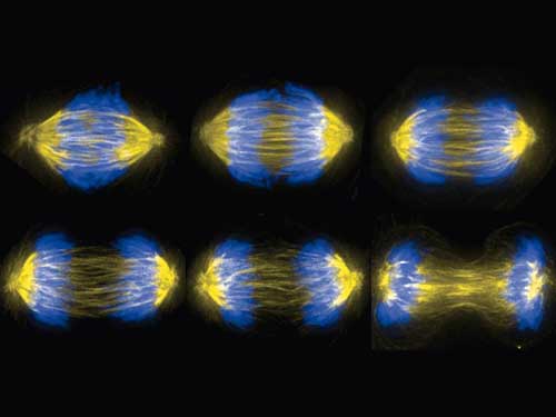 The mitotic spindle physically pulls DNA into two identical sets during mitosis