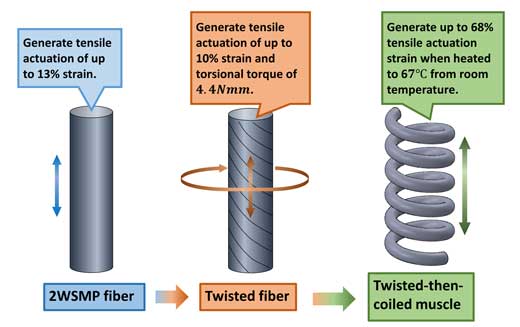 Fabrication procedure and actuation of coiled artificial muscle based on two-way shape memory polymer fiber