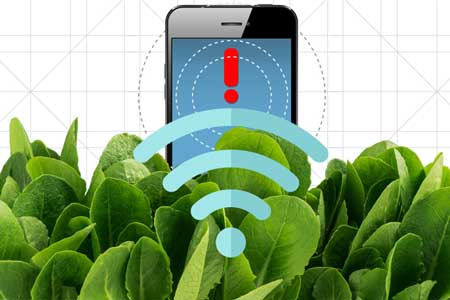 By embedding spinach leaves with carbon nanotubes, engineers have transformed spinach plants into sensors that can detect explosives and wirelessly relay that information to a handheld device