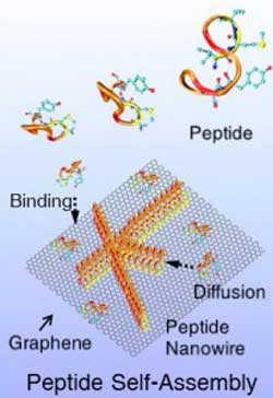 Depiction of peptides self-assembling into nanowires on the surface of graphene