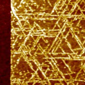 A top view image of GrBP5 nanowires on a 2-D surface of molybdenum disulfide