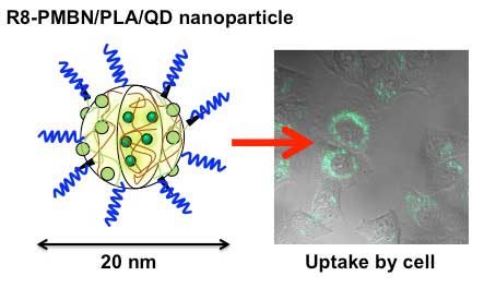Cells can uptake polymer nanoparticles