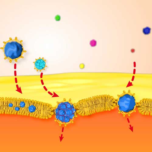 Lipid-Covered Hydrophobic Gold Nanoparticles Cross the Membrane