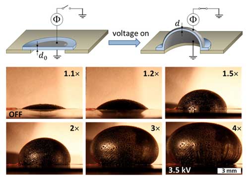 lectrical response of a circular diaphragm composed of a pure bottlebrush elastomer upon electroactuation