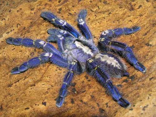 The color of the blue tarantula (Poecilotheria metallica) comes from precisely arranged nanocrystals