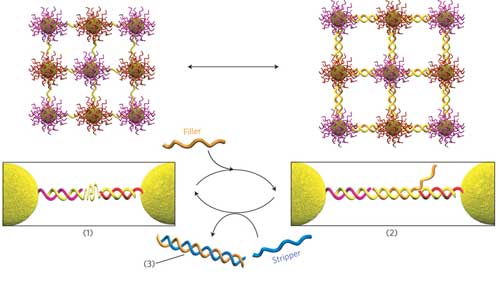 Adding a complementary strand to one layer of DNA bridges causes them to expand and the film to curl