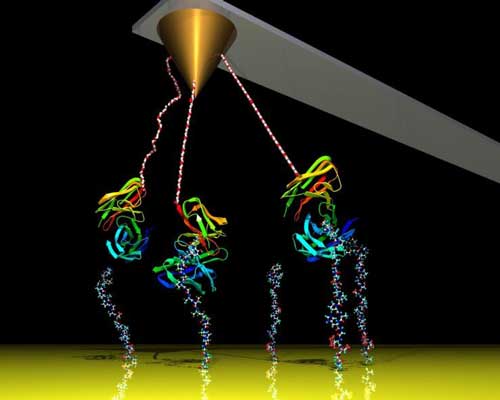 A cantilever measures atomic forces coming from proteins interacting under an atomic force microscope