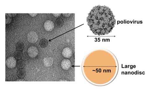 Covalently circularized nanodiscs for studying membrane proteins and viral entry