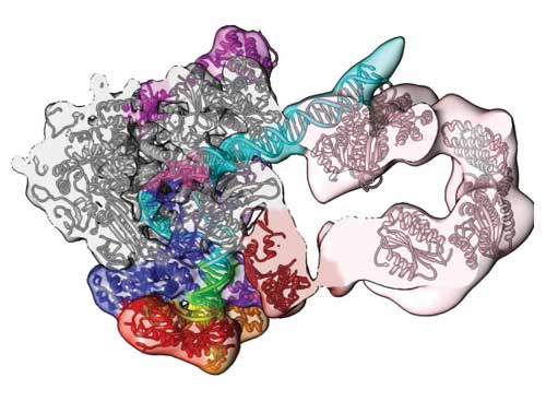 Supercomputing and cryo-electron microscopy reveal this section of the human pre-initiation complex
