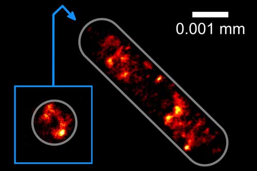 icture of the distribution of the genetic information in an Escherichia coli bacterial cell