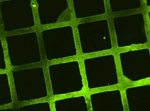 fluorescence image reveals structures printed onto a biodegradable coating
