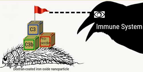 how nanoparticles activate the complement system