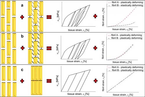 Staggered fibrillar configuration and damageable mode II interface are responsible for hysteretic stress strain curve and heterogeneous fibrillar deformation