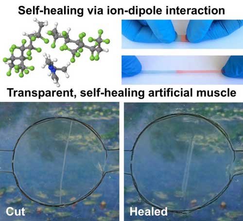 Illustration showing self-healing via ion-dipole interaction