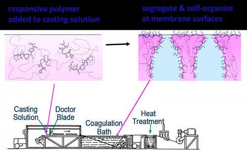 schematic description of the non-solvent induced phase separation (NIPS) membrane casting in the presence of an amphiphilic responsive copolymer additiv
