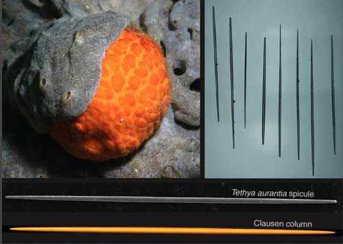Tiny rods found inside the bodies of orange puffball sea sponges