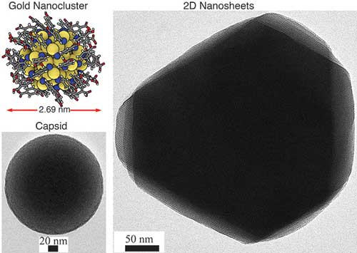 2D hexagonal sheet-like and 3D capsid structures based on atomically precise gold nanoclusters