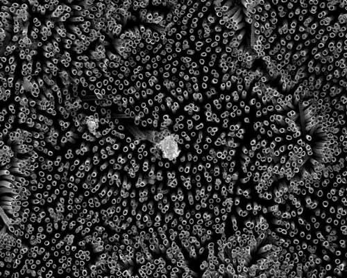 Fluorinated nanotubes