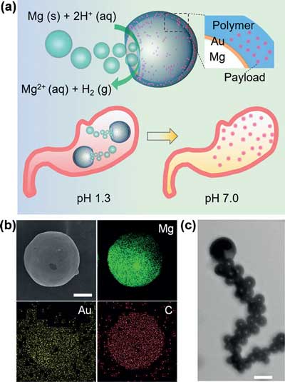 Illustrations of an acid-powered Mg-based micromotor and its acid neutralization mechanism
