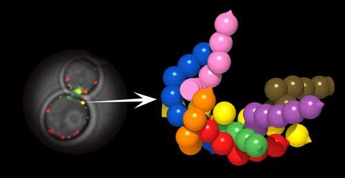 3D observation of nanomachines in vivo