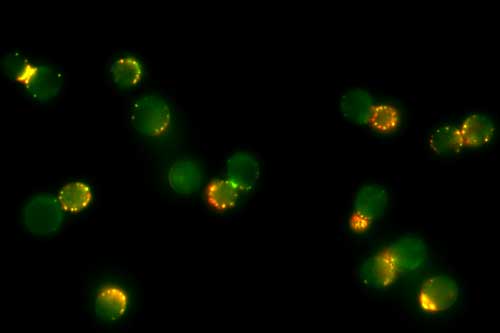 Fluorescence microscopy image of engineered yeast cells after anchoring the nanomachine by PICT