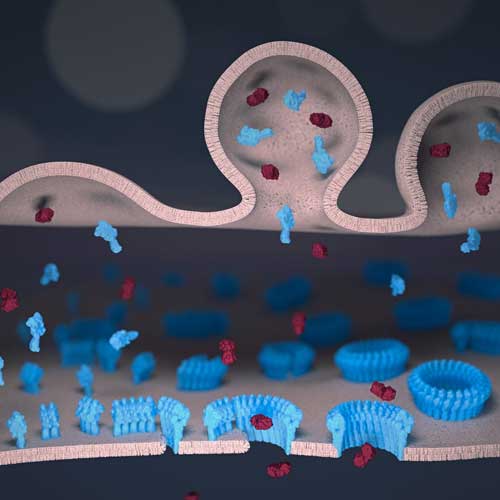 Artist’s impression of perforin (here shown blue) in the immune synapse between a natural killer cell and a target cell